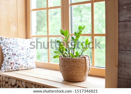 Zamioculcas home plant in a straw pot on a windowsill. Comfort. The decor of the room. The concept of home gardening. Zamioculcas potted on the windowsill of the house. Scandinavian. place for text