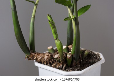 Zamioculcas houseplant with root under pot which is small before repotting on grey background