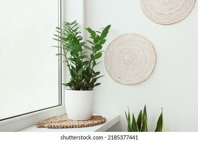 Zamioculcas In Pot On Windowsill Indoors. House Plant