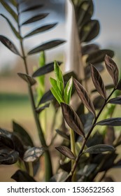 Zamioculcas Raven Zz Plant Black