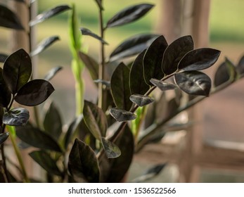 Zamioculcas Raven Zz Plant Black