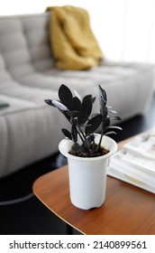 Zamioculcas Raven Zz Plant Black Is A Good Indoor Or Houseplant With A Rich Purple-black Shade.