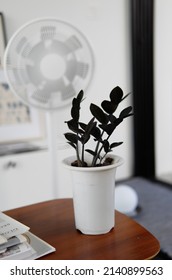 Zamioculcas Raven Zz Plant Black Is A Good Indoor Or Houseplant With A Rich Purple-black Shade.