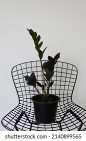 Zamioculcas Raven Zz Plant Black Is A Good Indoor Or Houseplant With A Rich Purple-black Shade.