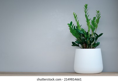 Zamioculcas zamifolia- dollar tree. Zanzibar Gem The tree is named auspicious placed on the right and copy space. Suitable for decorating your home and office. - Shutterstock ID 2149814661