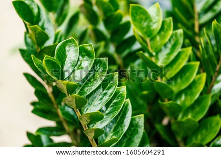 Zamioculcas zamiifolia. It's also known as Zanzibar gem, ZZ plant, Zuzu plant, aroid palm, eternity plant or emerald palm. It's tropical plant also used as a houseplant.