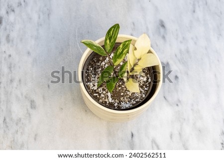 Zamioculcas Zamiifolia variegated plant in a decorative flowerpot