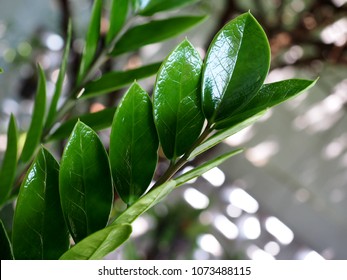 Zamioculcas zamiifolia, zanzibar gem or emerald palm (Thai kwak morakot sacred tree) 