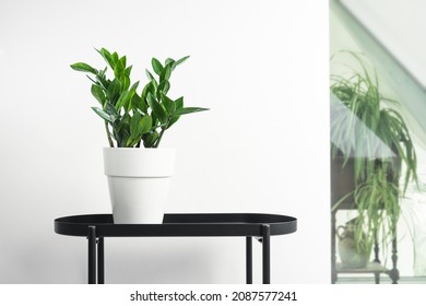 Zamioculcas, or zamiifolia zz plant in a white pot on a black table in white home interior with plants, home gardening and urban jungle concept