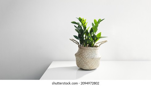 Zamioculcas, or zamiifolia zz plant in a wicker pot on a white table, home gardening and minimal home decor concept