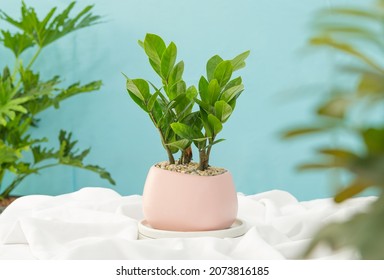 Zamioculcas zamiifolia (ZZ Plants) planted in a light pink ceramic pot. Decoration on the desk.