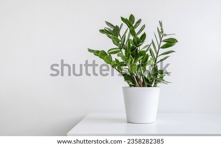 Zamioculcas, or Zanzibar gem plant in a white flower pot on a white table, home gardening and minimal home decor concept with copy space