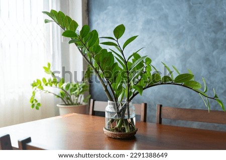 Zamioculcas, Zanzibar gem, ZZ plant, Zuzu plant grown in the clay pot inside living room. Home plants care concept. ZZ Plant in white flower pot stands on a wooden stand