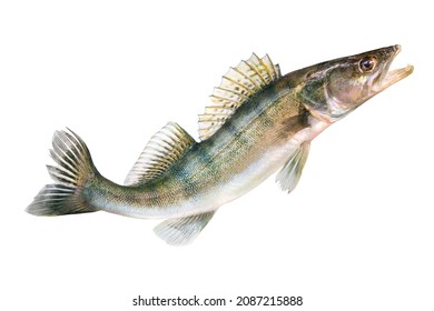 Zander Fish Isolated On White Background. Pike Perch River Fish Jumping Out Of Water 