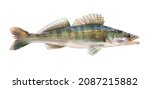 Zander fish isolated. Pike perch river fish on white background