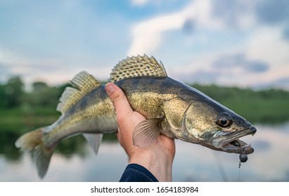 Zander fishing. Walleye fish in fisherman hand at river