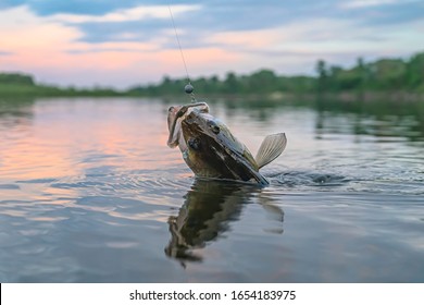 Zander fishing. Walleye fish on hook in water