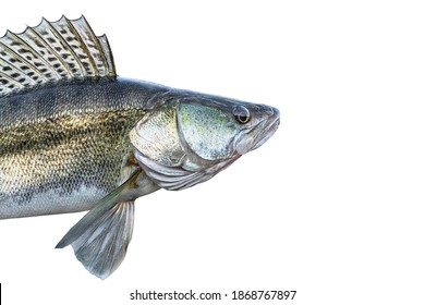 Zander. Head of live walleye fish isolated on white background. Sander pikeperch fishing