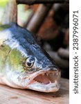 Zander and his Teeth in detail, the Fish from freshwater Deep, Sander lucioperca