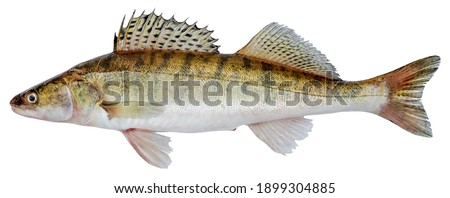 Zander river fish. Pike perch fish isolated on white background