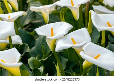 Zantedeschia aethiopica, commonly known as calla lily and arum lily. Close up on inflorescence and spathe of this plant. - Shutterstock ID 2148226373