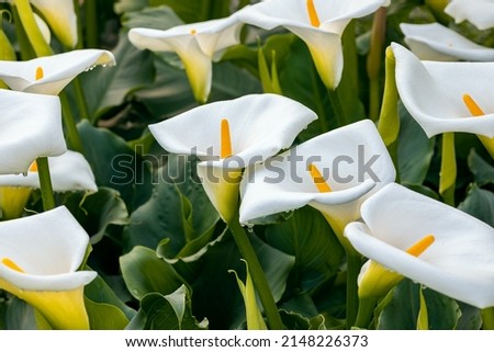 Zantedeschia aethiopica, commonly known as calla lily and arum lily. Close up on inflorescence and spathe of this plant.