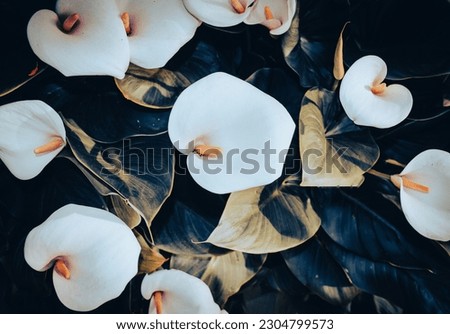 Zantedeschia aethiopica, commonly known as calla lily and arum lily with a bright yellow spadix in the center of each flower with effect.