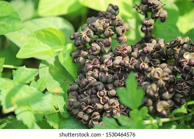 Zanthoxylum Ailanthoides In The Mountain