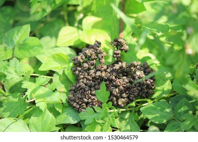 Zanthoxylum Ailanthoides In The Mountain