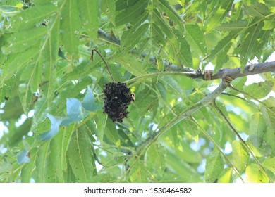 Zanthoxylum Ailanthoides In The Mountain