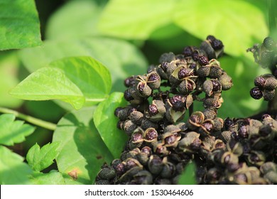 Zanthoxylum Ailanthoides In The Mountain