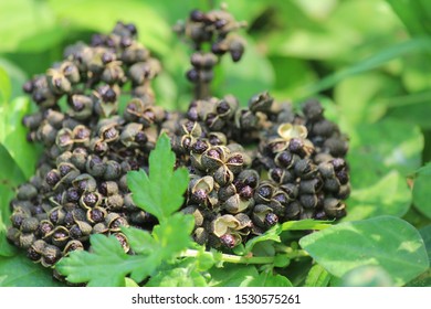 Zanthoxylum Ailanthoides In The Mountain