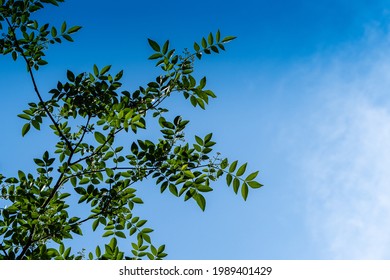 Zanthoxylum americanum, prickly ash, toothache tree, yellow wood, suterberry or Sichuan pepper in spring landscape garden. Green leaves of Zanthoxylum americanum against blue sky. Close-up. 