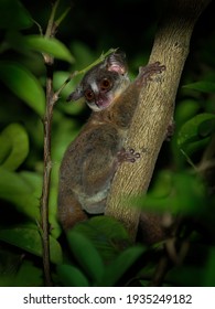 Zanzibar Bushbaby, Matundu Dwarf Galago, Udzungwa Bushbaby Or Zanzibar Galago - Paragalago Zanzibaricus, Primate Of The Family Galagidae, Small Cute Nocturnal Monkey.