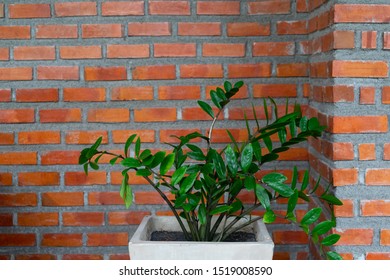 Zanzibar Gem Or Aroid Palm In  The Flowerpot With Red Brick Wall Background In The Building .Arum Fern Is Call Money Plant,has The Ability To Filter Air And Absorb Toxins.