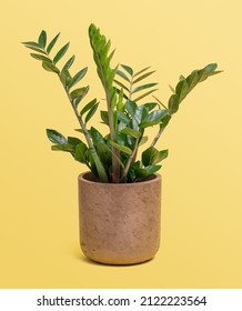 Zanzibar Gem Plant In Brown Pot On Yellow Background