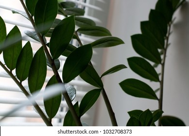 Zanzibar Gem Plant Sprouts Near Window Close Up