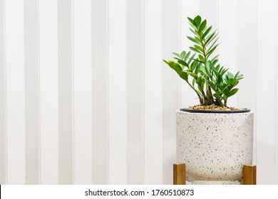 Zanzibar Gem Tree In A White Stone Pot