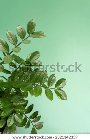 Zanzibar Gem Or Zamioculcas Zamiifolia Leaves With Green Background, ZZ Plant Tree On Green Wall Background With Space