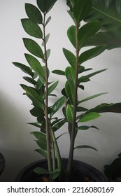 Zanzibar Gem Or ZZ Plants Houseplant