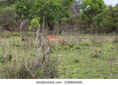 23,626 Tanzania adventure Images, Stock Photos & Vectors | Shutterstock