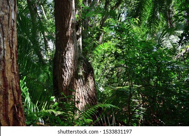 Zanzibar Jozani Rain Forest. Jozani-Chwaka Bay Conservation Area, Tanzania, Africa