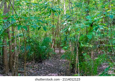 Zanzibar Jozani Rain Forest. Jozani-Chwaka Bay Conservation Area, Tanzania, Africa