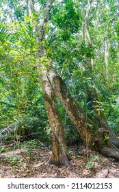 Zanzibar Jozani Rain Forest. Jozani-Chwaka Bay Conservation Area, Tanzania, Africa