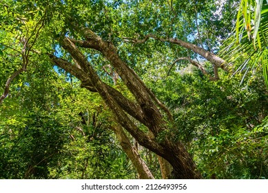 Zanzibar Jozani Rain Forest. Jozani-Chwaka Bay Conservation Area, Tanzania, Africa