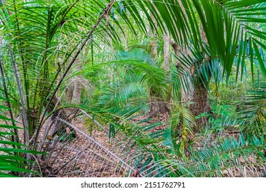 Zanzibar Jozani Rain Forest. Jozani-Chwaka Bay Conservation Area, Tanzania, Africa