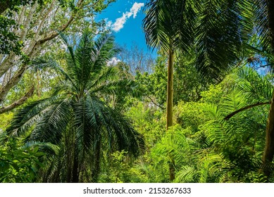 Zanzibar Jozani Rain Forest. Jozani-Chwaka Bay Conservation Area, Tanzania, Africa