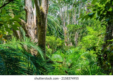 Zanzibar Jozani Rain Forest. Jozani-Chwaka Bay Conservation Area, Tanzania, Africa