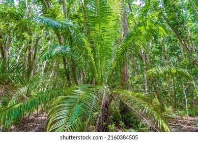 Zanzibar Jozani Rain Forest. Jozani-Chwaka Bay Conservation Area, Tanzania, Africa