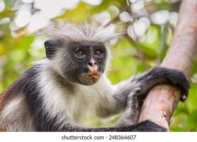 Zanzibar Red Colobus